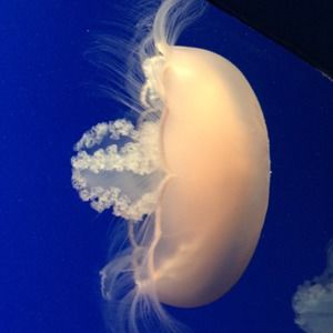 Meet your Posher, Joan